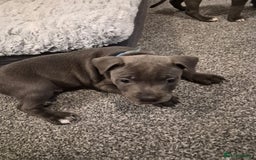 Staffordshire Bull Terrier dogs for sale: 2 GORGEOUS boys  - Image 8