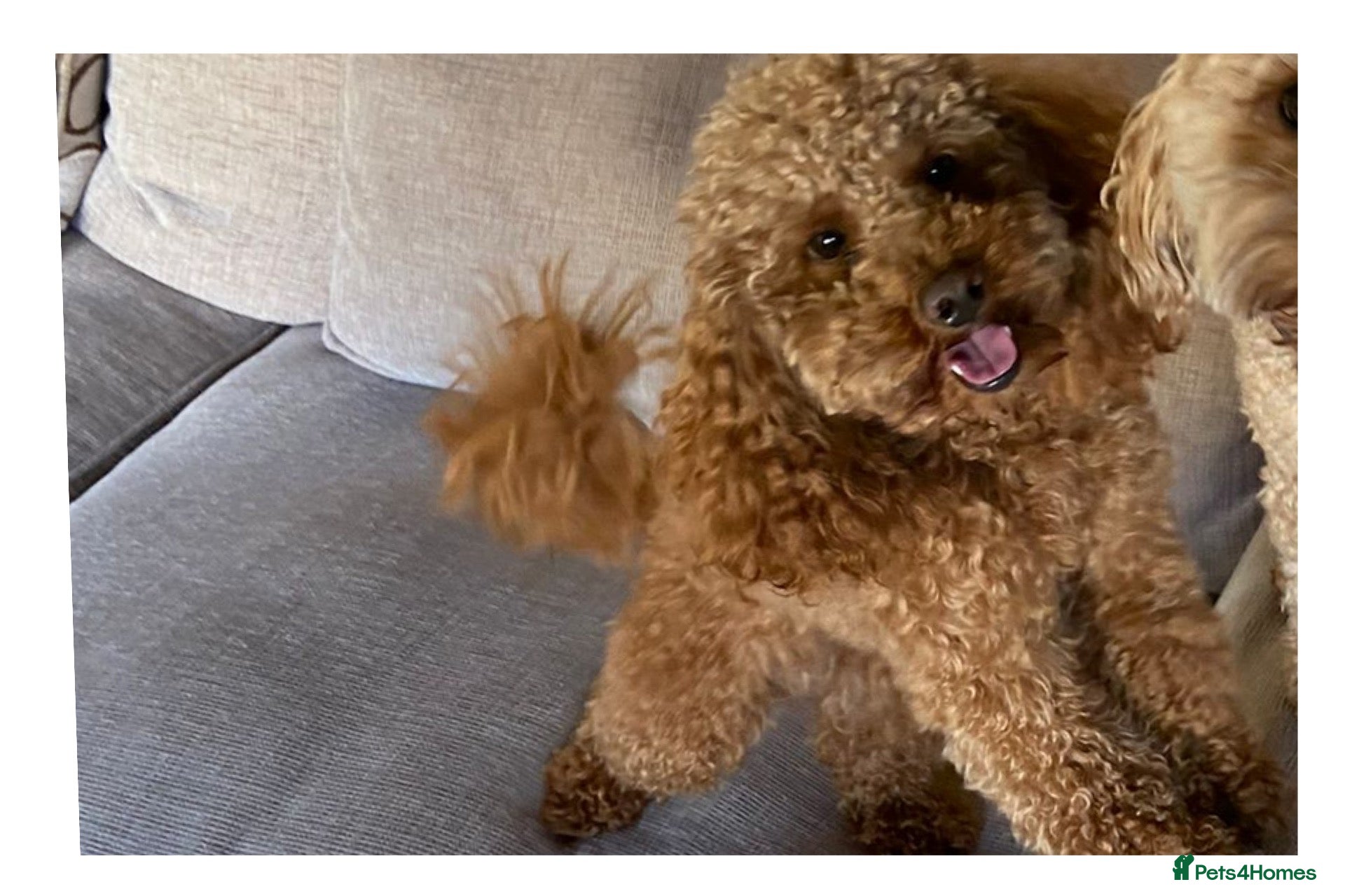 Poodle dogs Kc health tested fox red toy poodle in Stevenage - Advert 3