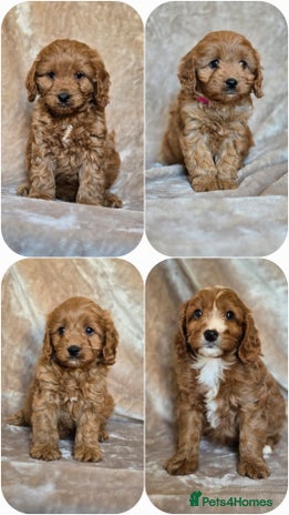 Cavapoo dogs - Advert 2