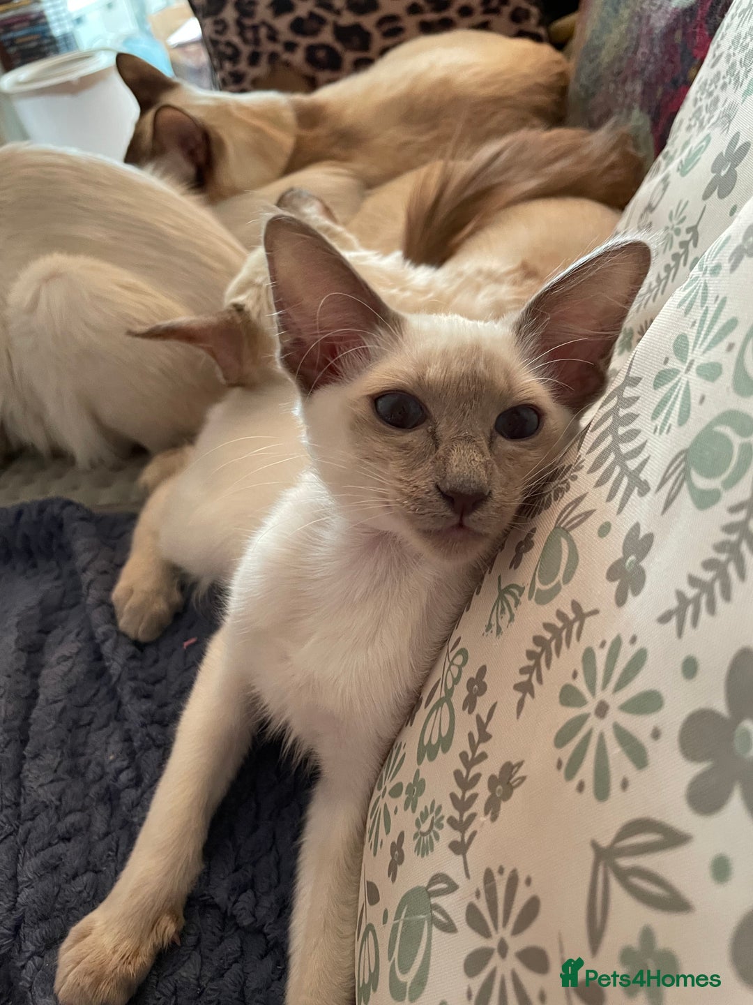 Balinese cats for sale: Beautiful Pedigree Balinese Kittens - Advert 5