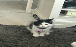 Mixed Breed cats for sale: X2 black and white fluffy girl kittens left - Image 7