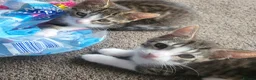 Mixed Breed cats for sale: Male kittens  - Advert 6