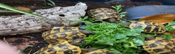 Tortoise reptiles for sale: Hermanns Tortoise (Baby / Hatchling) - Advert 4