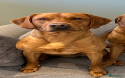 Labrador Retriever dogs for stud: 0/0 Hip & Elbows, Fully Health Tested in Tadcaster - Image 15