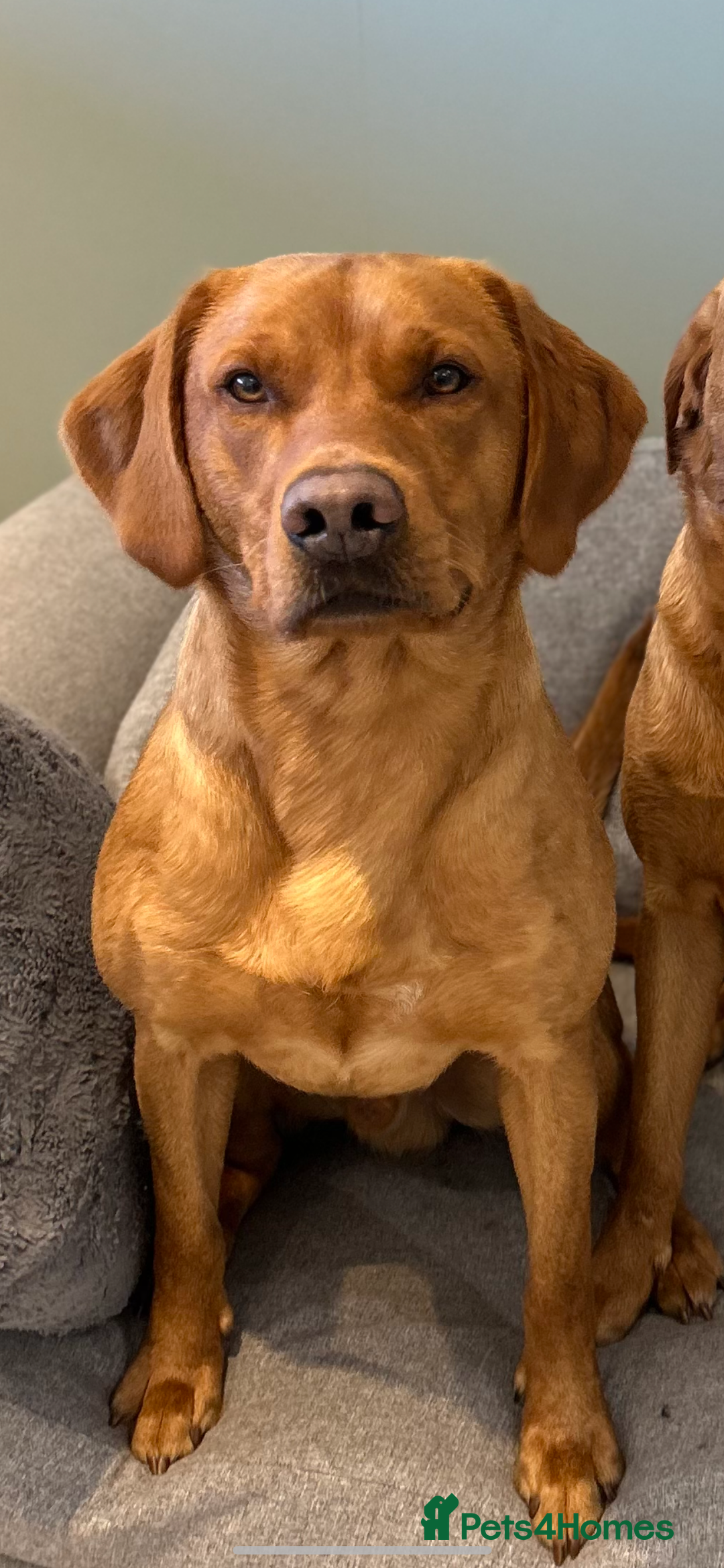 Labrador Retriever dogs for stud: 0/0 Hip & Elbows, Fully Health Tested in Tadcaster - Image 15