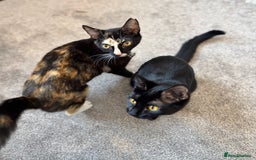 Mixed Breed cats for sale: 2 indoor female cats  - Image 5