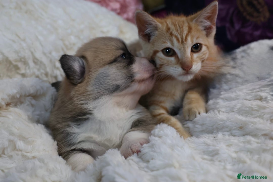 Welsh Corgi Pembroke dogs for sale: Show quality puppies - Image 11