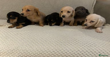 Miniature Dachshund dogs - Advert 2