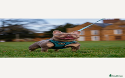 French Bulldog dogs for sale: Kc Registered 5 Generation Pedigree Quality  - Image 22
