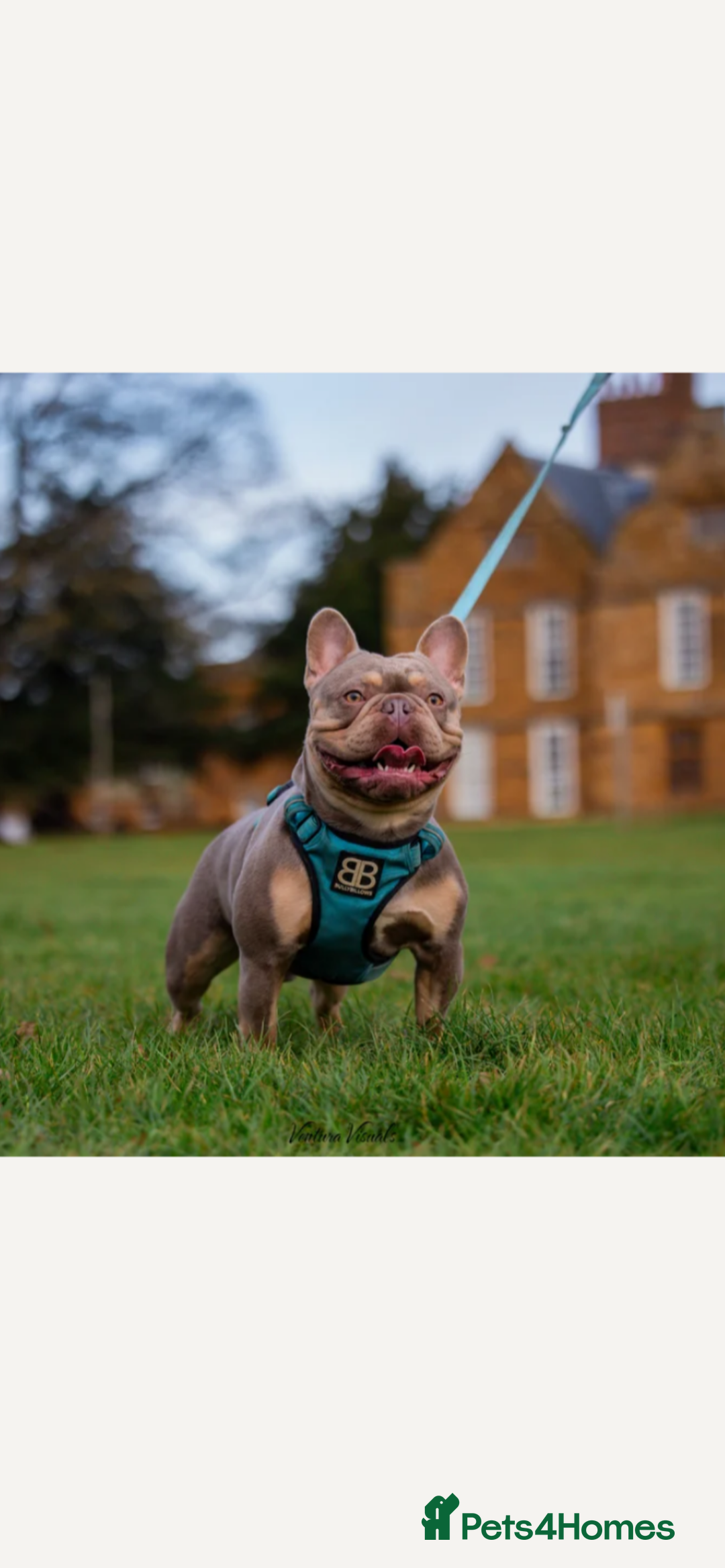 French Bulldog dogs for sale: Kc Registered 5 Generation Pedigree Quality  - Image 22
