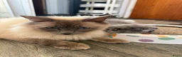 Ragdoll cats for sale: 🐾 READY TO LEAVE RAGDOLL CROSS 🐾 - Advert 12