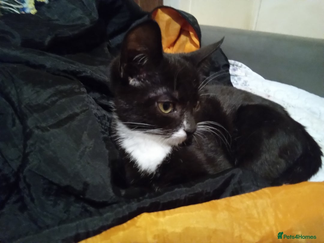 Mixed Breed cats for sale: Persian mix kittens and  father - Advert 2