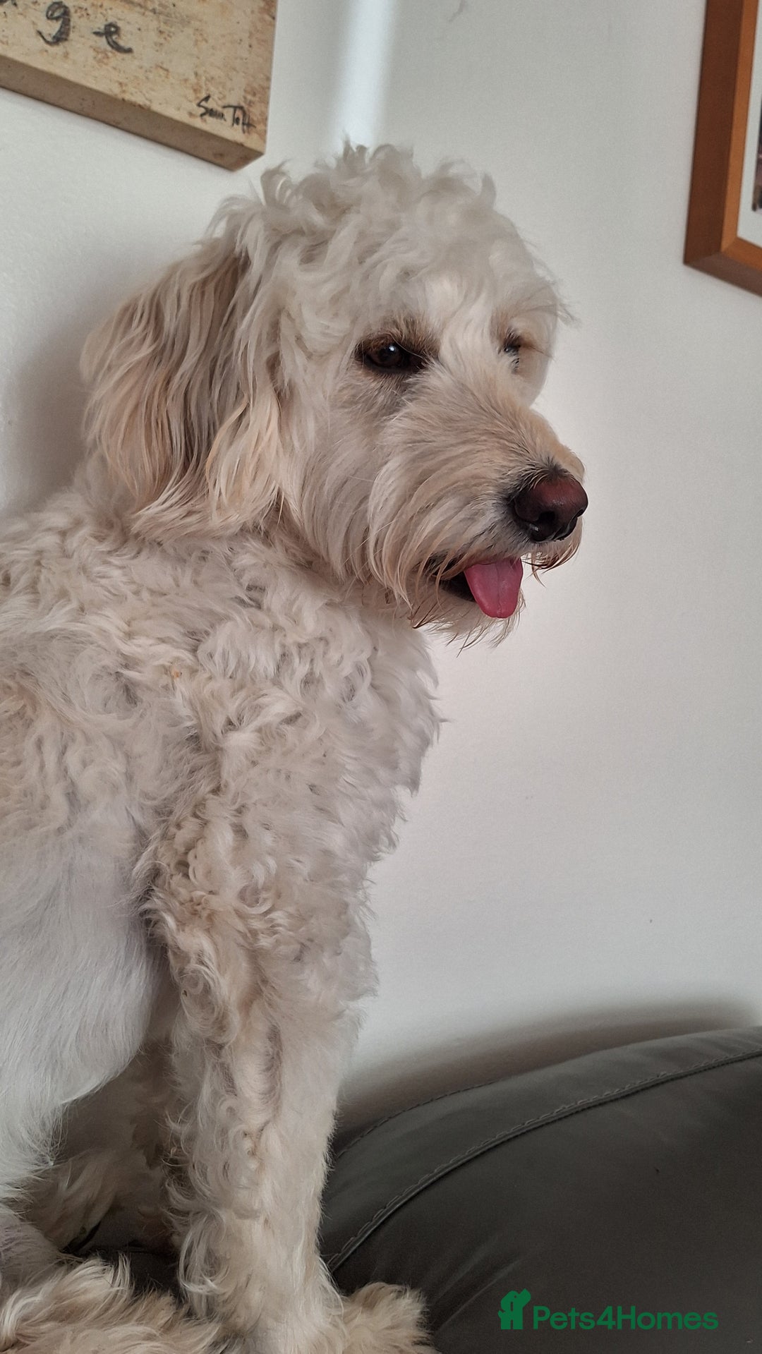 Cockapoo dogs for stud: Buddy for stud - Advert 4