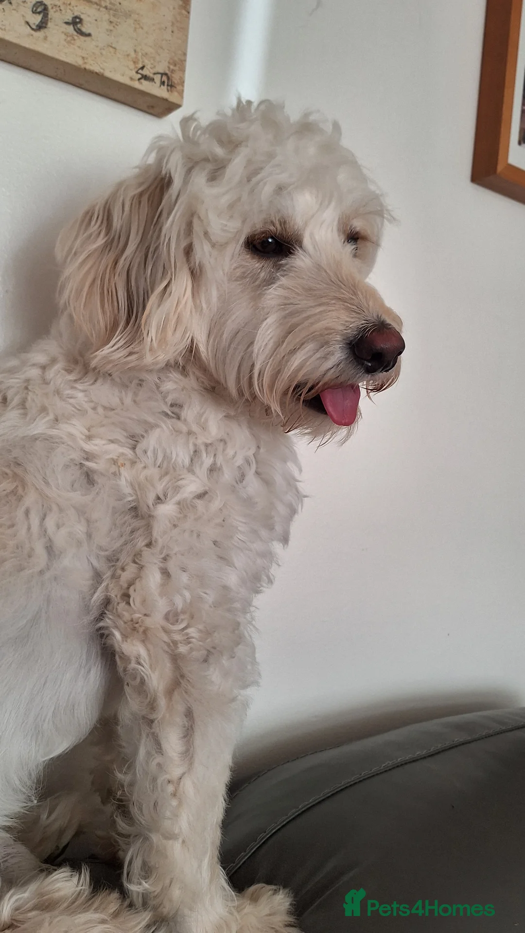 Cockapoo dogs for stud: Buddy for stud - Advert 4