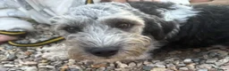 Mixed Breed dogs for adoption: Ginny - Norwich Norfolk  in Norwich - Advert 7