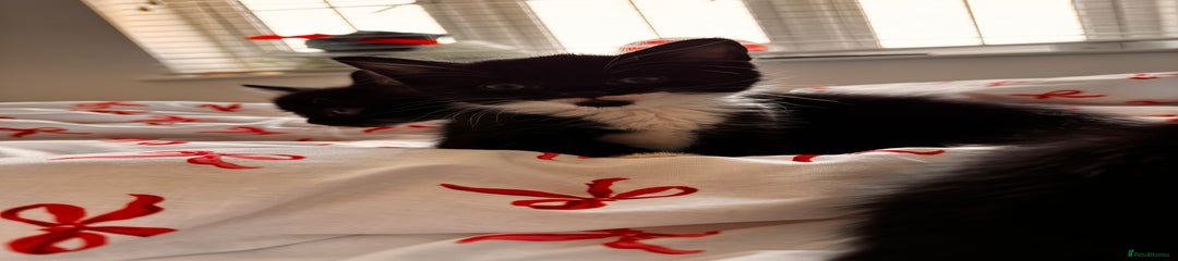Domestic Shorthair Kitten 5