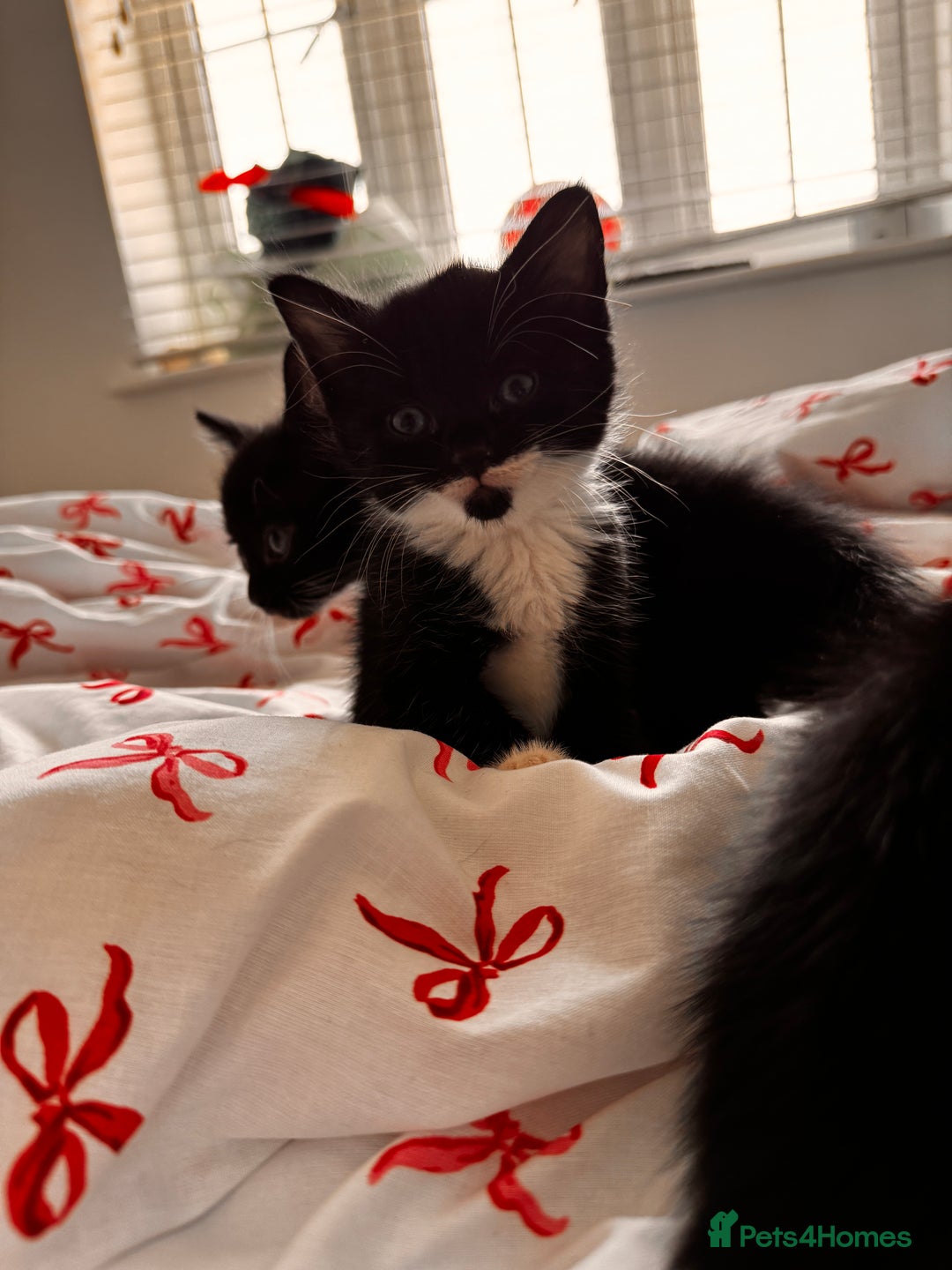 Domestic Shorthair cats for sale: 5x kittens  - Image 4