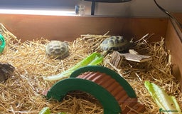 Tortoise reptiles for sale: 2 Female Russian/Horsefield Tortoises - Image 5