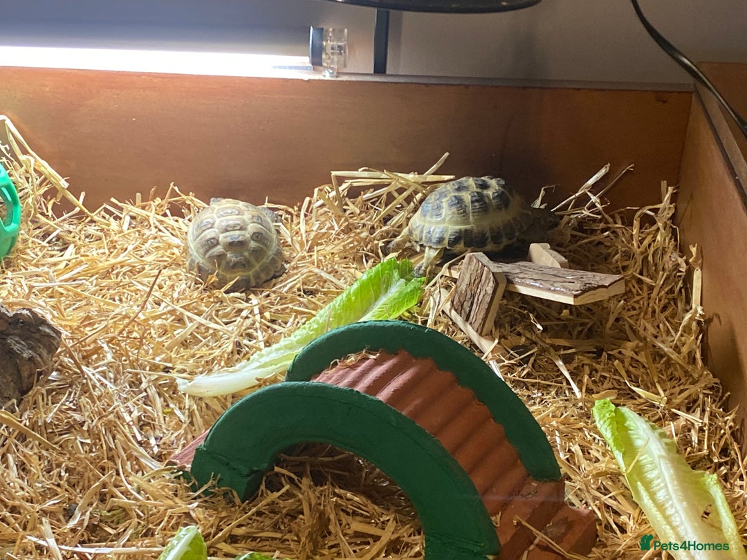 Tortoise reptiles for sale: 2 Female Russian/Horsefield Tortoises - Image 5