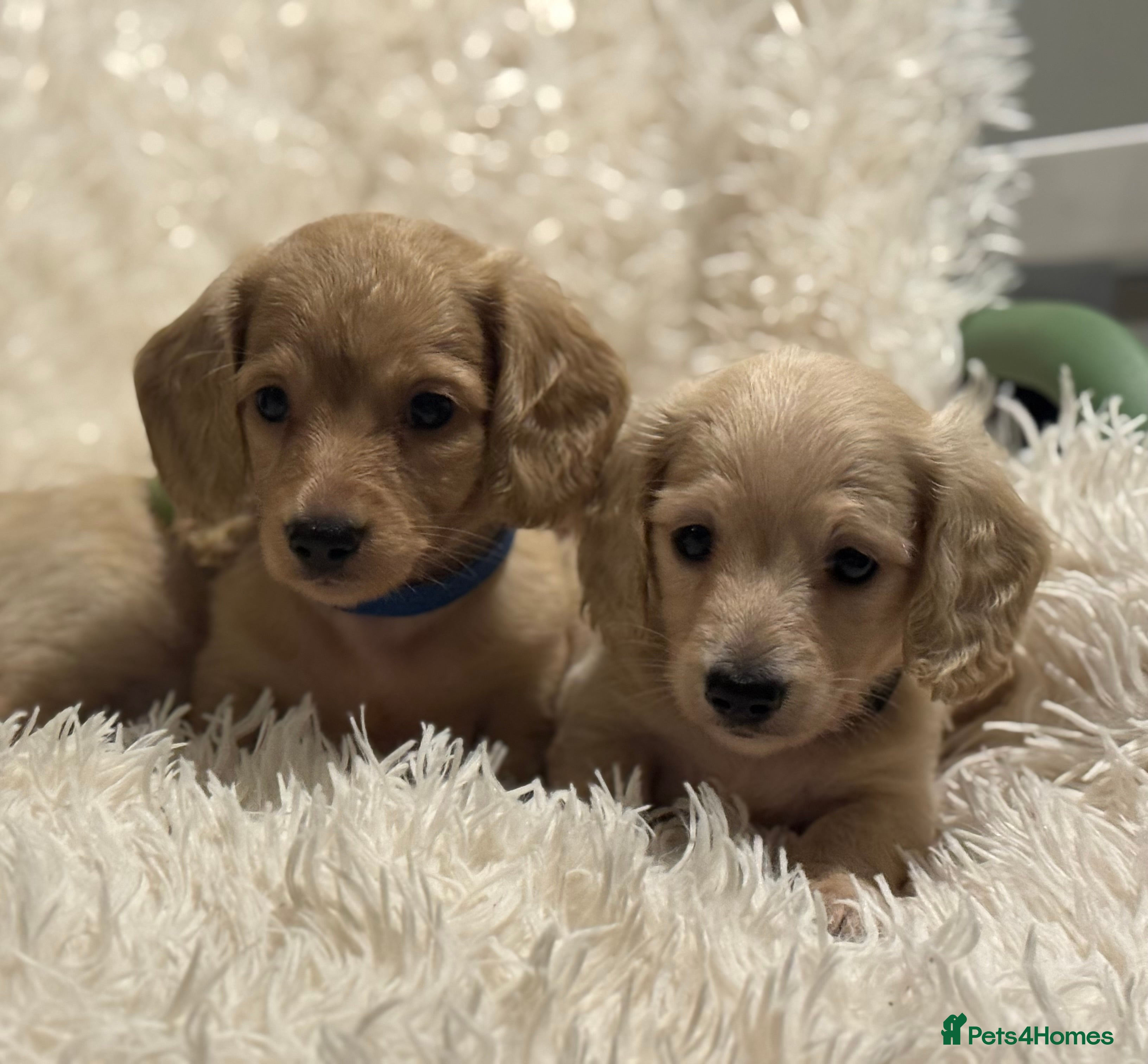 Miniature Dachshund dogs Miniature Dachshunds longhaired puppies - Advert 3