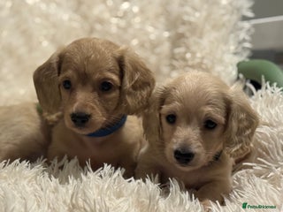Miniature Dachshund dogs Miniature Dachshunds longhaired puppies - Advert 3