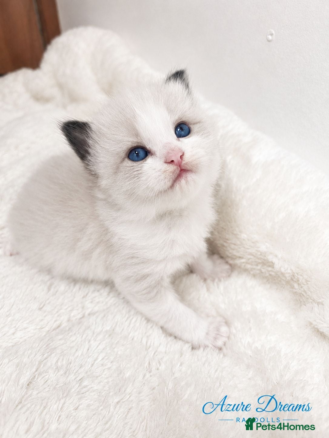 Ragdoll cats ✨ Beautiful Pedigree Ragdoll Kittens Available ✨ - Advert 4