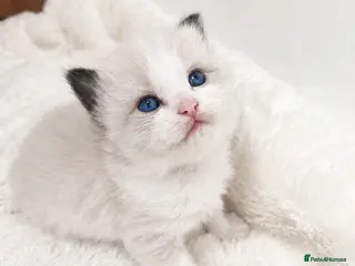Ragdoll cats ✨ Beautiful Pedigree Ragdoll Kittens Available ✨ - Advert 4