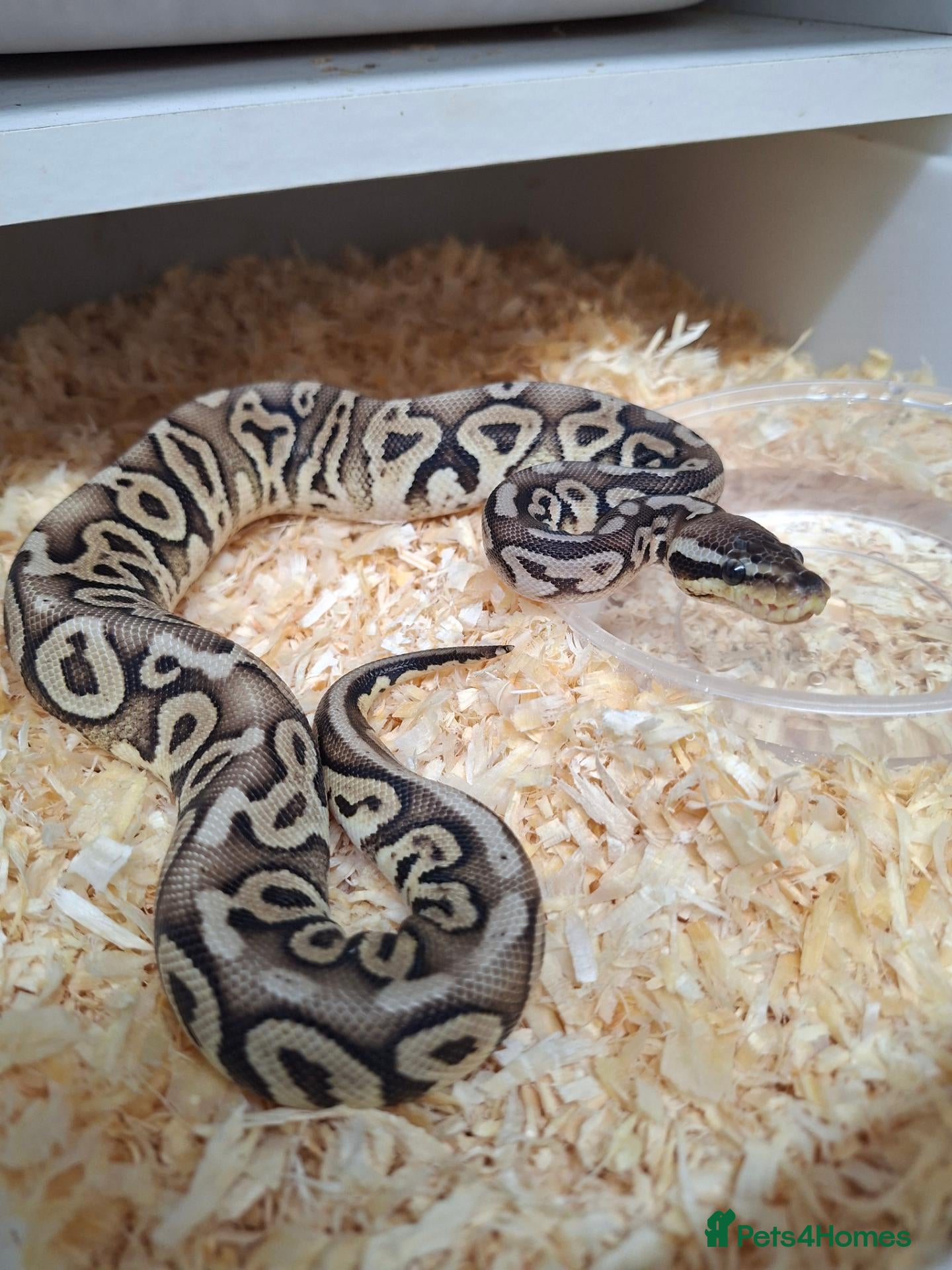 Mixed Breed reptiles Ball pythons, tarantula, African land snails - Advert 1