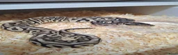 Mixed Breed reptiles for sale: Ball pythons, tarantula, African land snails - Advert 1