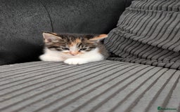 Mixed Breed cats for sale: Re advertising kittens  - Image 6