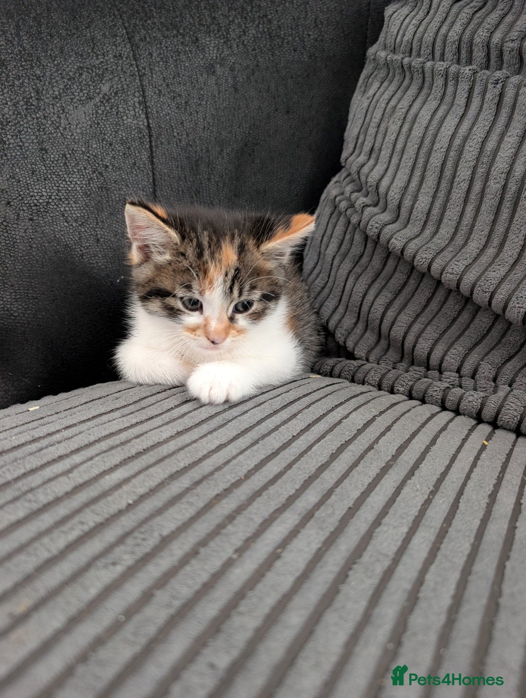 Mixed Breed cats for sale: Re advertising kittens  - Image 6