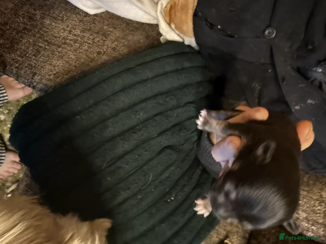 Chihuahua dogs for sale: LAST MALE Black and Tan - Advert 2