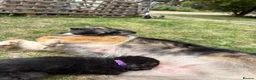 German Shepherd dogs for sale: Beautiful German Shepherd puppies for sale in Stanford-le-Hope - Advert 10