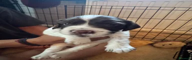 English Springer Spaniel 1
