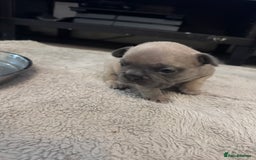 French Bulldog dogs for sale: French bulldog puppies - Image 5