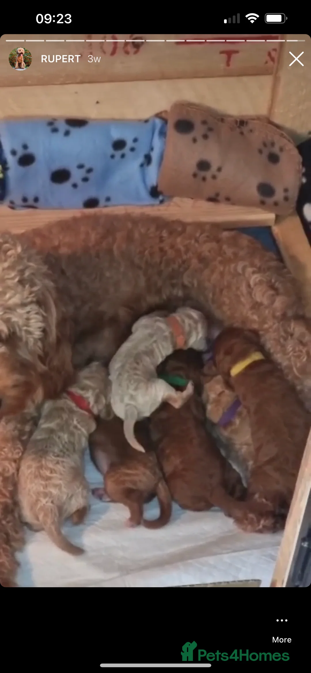 Miniature Poodle dogs for stud: RUPERT MINIATURE POODLE in Southampton - Advert 17