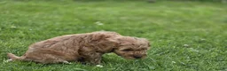 Cockapoo dogs for sale: Cockapoo Pups - Fully Health Tested and vaccinated in Wigton - Advert 3