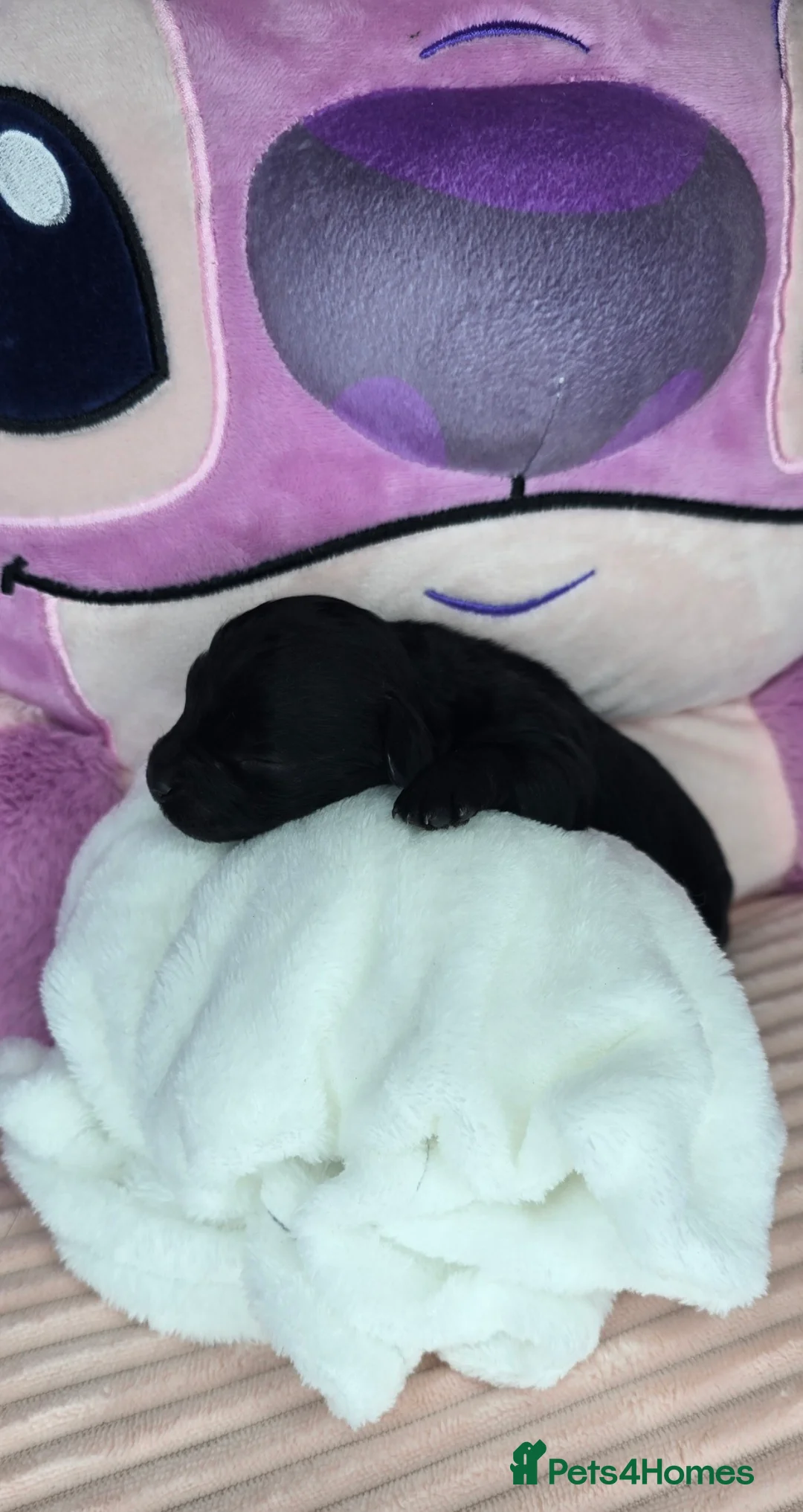 Cavapoo dogs for sale: 🩷🩵SMALL TOY🐶CAVAPOO PUPS🐶HEALTH DNA TESTED🩵🩷 - Advert 4