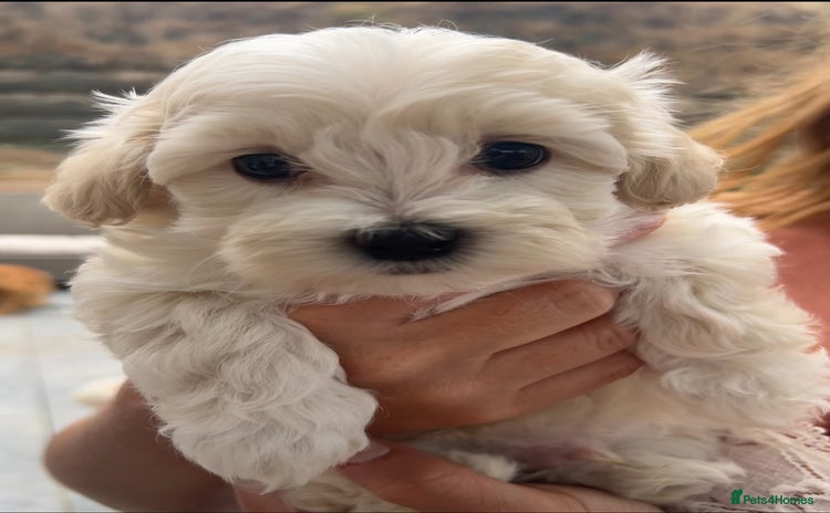 Maltipoo dogs - Advert 4