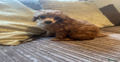 Miniature Poodle dogs - Advert 1
