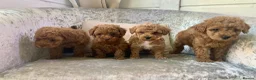 Toy Poodle dogs for sale: 🐩Outstanding Toy Poodle Puppies – Ready to view🐩 - Advert 4