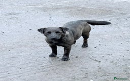 Patterdale Terrier dogs for sale: Quality Patterdale Terrier Pups - Image 3
