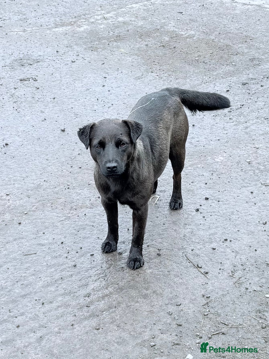 Patterdale Terrier dogs for sale: Quality Patterdale Terrier Pups - Image 3