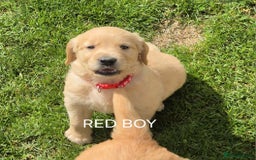 Golden Retriever dogs for sale: KC GOLDEN RETRIEVER PUPPIES HEALTH TESTED PARENTS  - Image 16