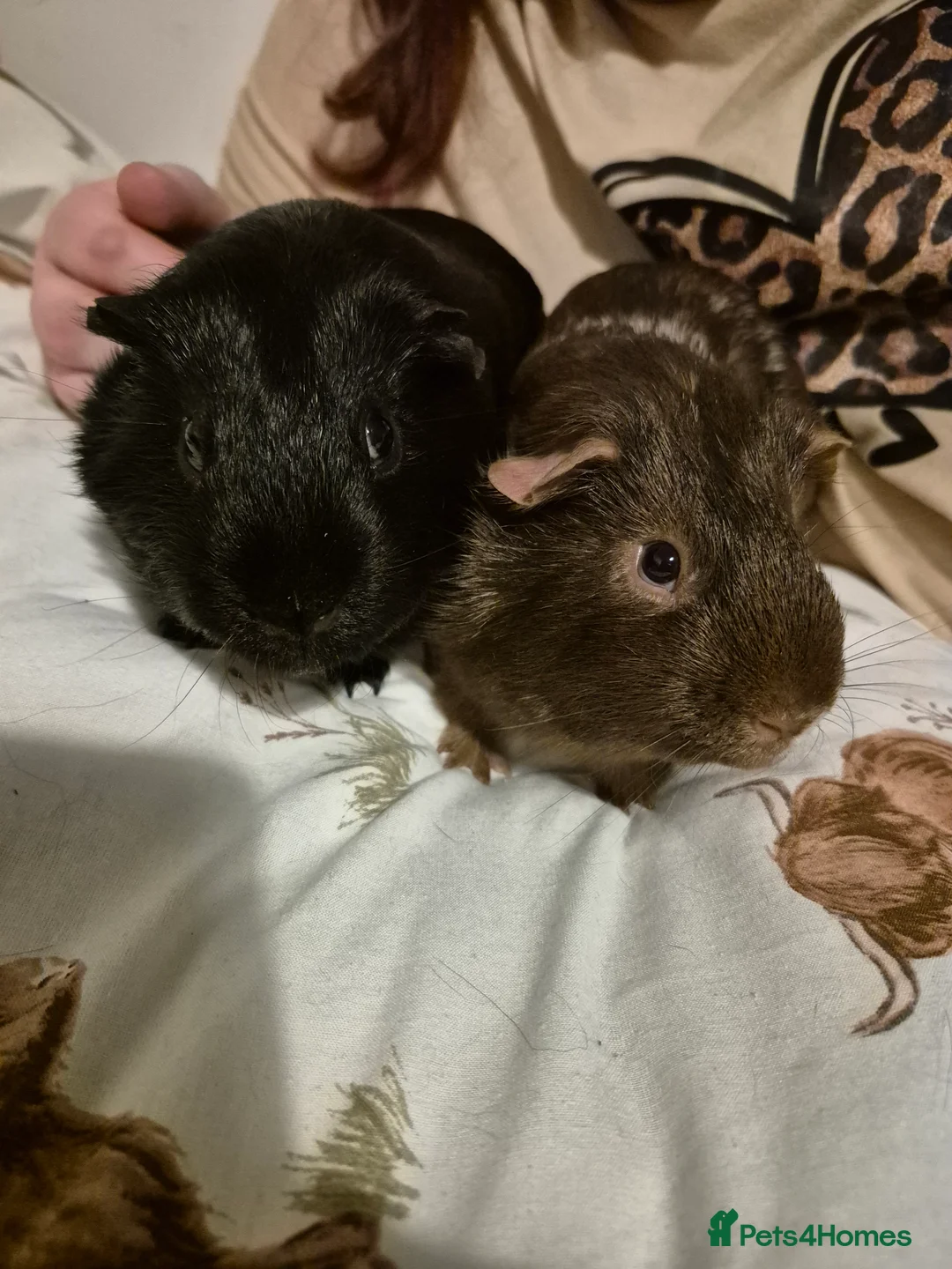 Guinea Pig rodents for sale: We need a loving home - Advert 2