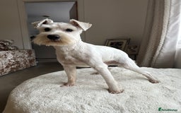 Miniature Schnauzer dogs for stud: *mini white kennel club schnauzer stud**HEALTH * in Upminster - Image 2