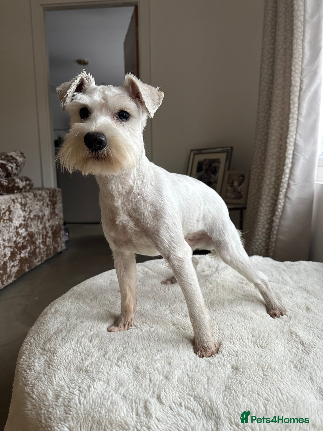 Miniature Schnauzer dogs for stud: *mini white kennel club schnauzer stud**HEALTH * in Upminster - Image 2