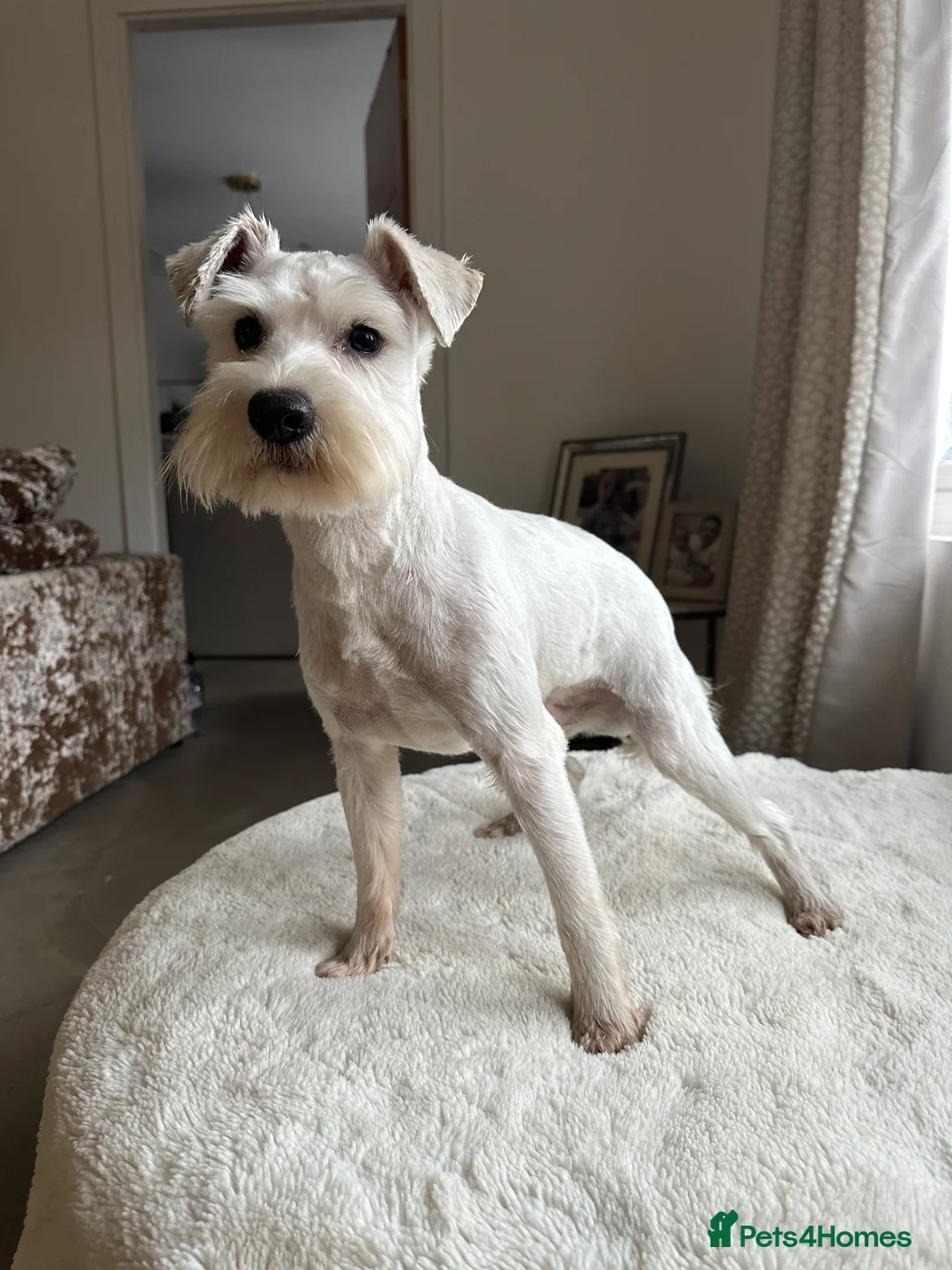 Miniature Schnauzer dogs for stud: *mini white kennel club schnauzer stud**HEALTH * in Upminster - Advert 2