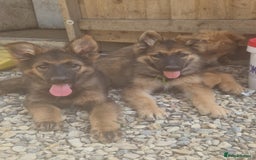 German Shepherd dogs for sale: German shepherd pups  - Image 1