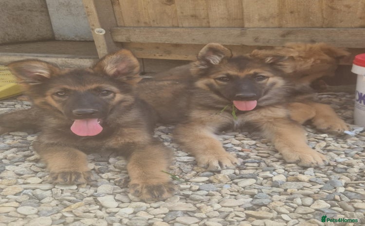 German Shepherd dogs - Advert 1